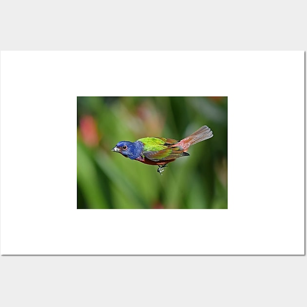 Painted Bunting Bird in Flight Wall Art by candiscamera